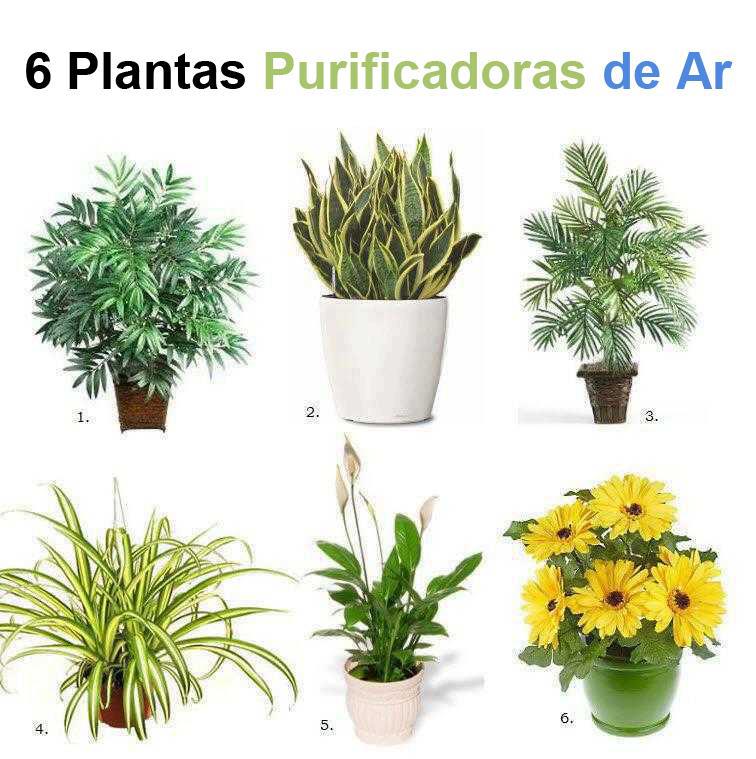 fb463 plantas que purifican o ar da casa