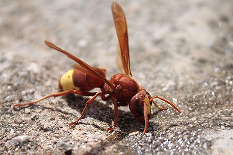 8a765 vespa oriental oriental hornet vespa orientalis1