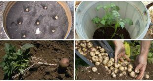 8331d como cultivar 45 kg de patatas en un barril