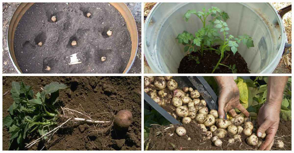 Como Plantar Batata Em Casa E Colher 45 Kilos 8732