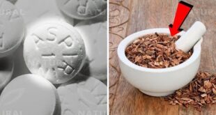 ALIMENTOS RICOS EM SALICILATOS