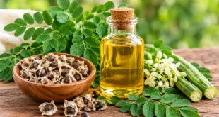 Sementes, folhas e óleo de moringa em composição natural