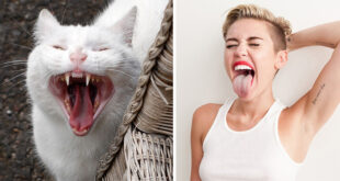 1792b gatos com semelhancas impressionante com pessoas famosas14