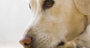 leishmaniose canina saiba como prevenir sintomas e tratamento