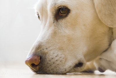 leishmaniose canina saiba como prevenir sintomas e tratamento