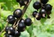 263a9 beneficios da groselha negra 1