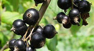263a9 beneficios da groselha negra 1
