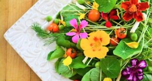 a56c7 conheca 42 flores comestiveis e seus beneficios