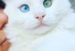 57caf heterochromia cat cross eyed alos 5