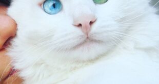 57caf heterochromia cat cross eyed alos 5