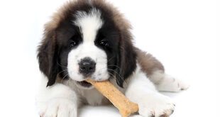 d63be prepare voce mesmo receitas de petiscos para seu pet