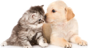 Conheça os Sinais de Tireoide em Cães e Gatos