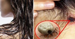 32267 razoes para voce nao dormir com cabelo molhado 800x375 1