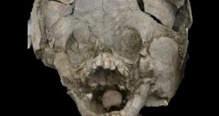 5cddf esqueleto de cranio de crianca no peru 0