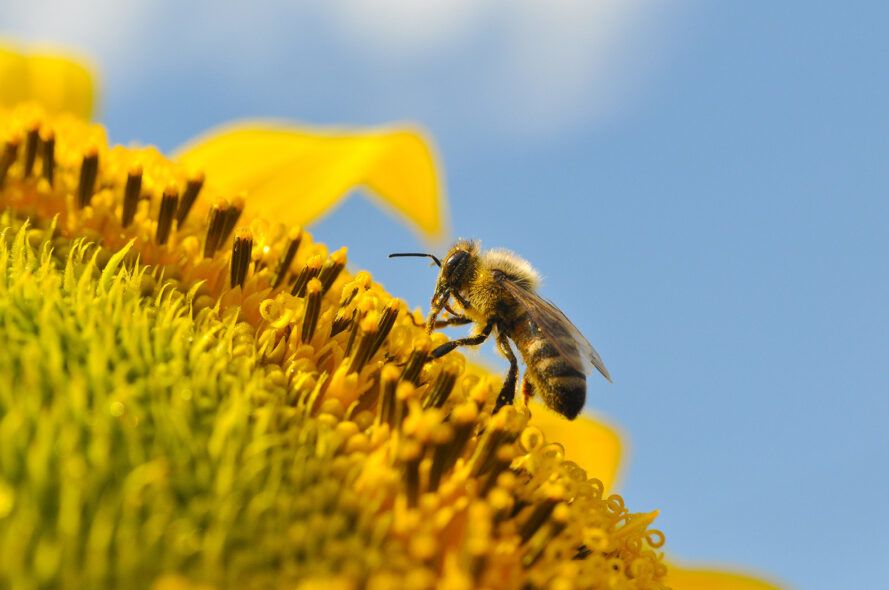 abelha no girassol