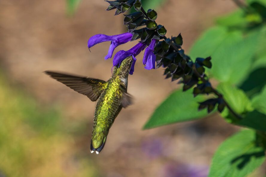 beija-flor verde coletando néctar da planta de sálvia azul