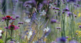 pollinator garden lead