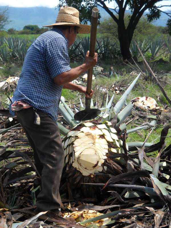 Agricultor colhendo agave manualmente
