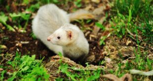 A importancia de proteger a biodiversidade se voce tem um