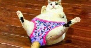 1642329254 maxresdefault 768x432 1