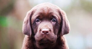 chocolate lab puppy LS long