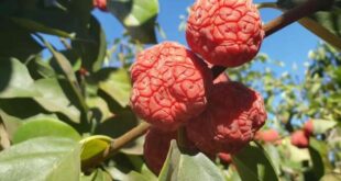 10 arvores frutiferas que sao tolerantes a seca