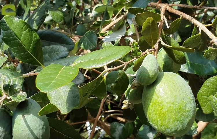 abacaxi goiaba