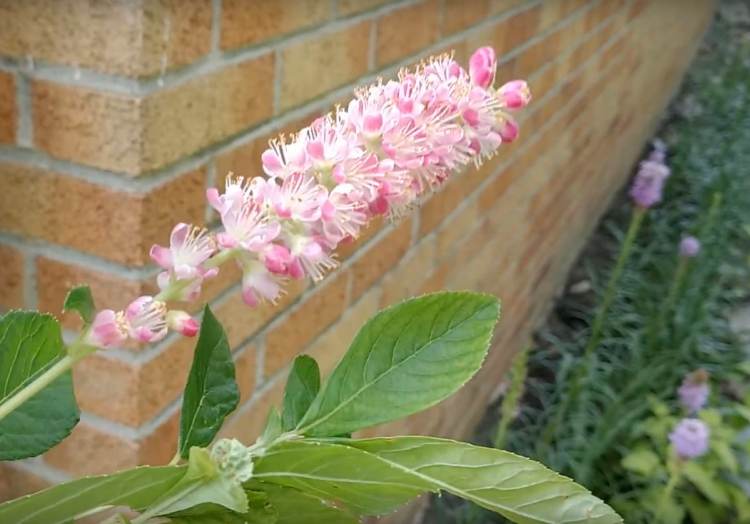 planta de verão perfumada rosa crescendo na varanda