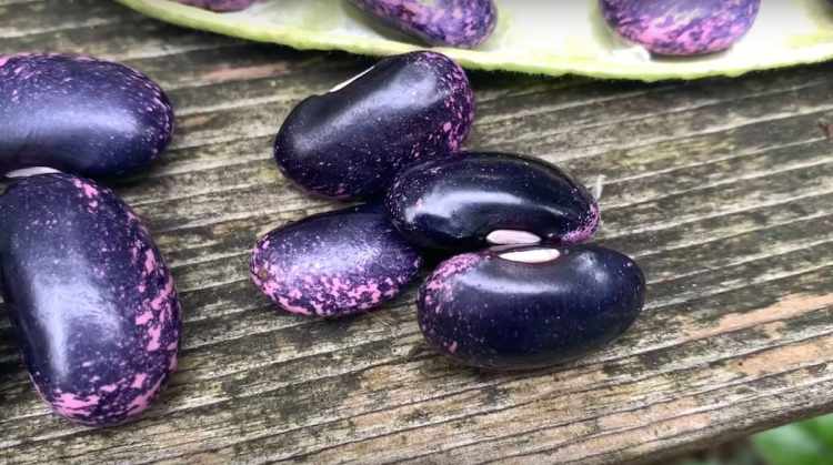sementes de feijão escarlate