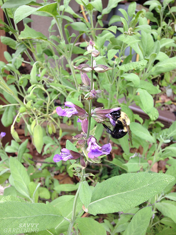 abelha em uma flor de sálvia
