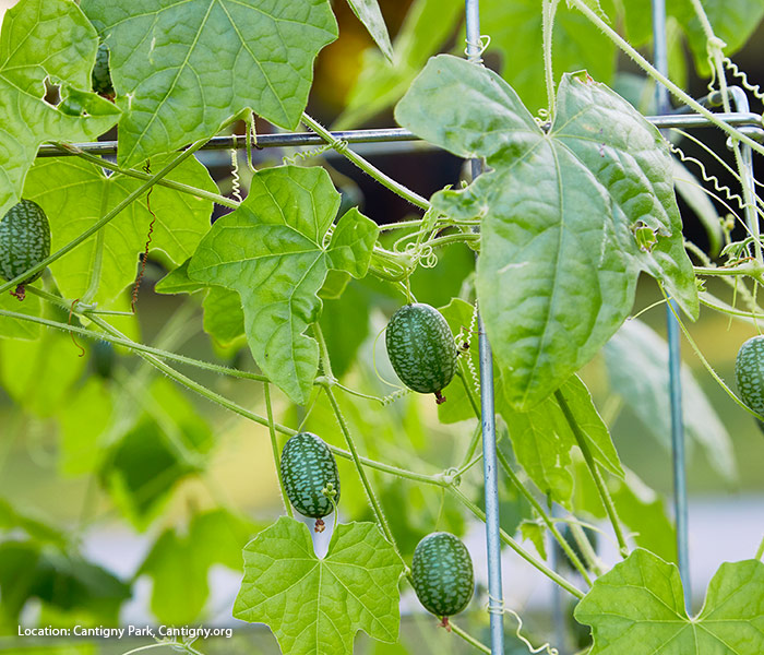 Cucamelon crescendo em uma treliça: O cultivo de videiras de cucamelon em uma treliça facilita a localização da fruta na hora da colheita.