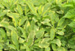 A salvia e perene Descubra como cultivar esta erva resistente