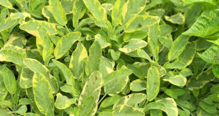 A salvia e perene Descubra como cultivar esta erva resistente