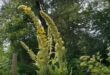Como Cultivar Flores de Verbascum