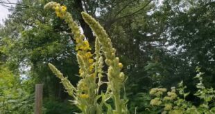 Como Cultivar Flores de Verbascum