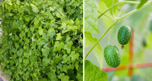 Como crescer Cucamelons Portao do jardim