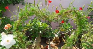 Como crescer cipreste