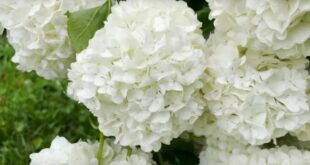 Como crescer e cuidar de arbustos de viburnum