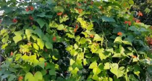 Como crescer feijao escarlate Phaseolus coccineus