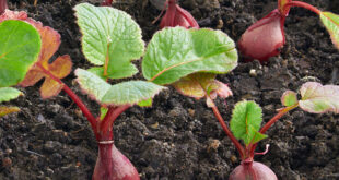 Como crescer rabanetes Portao do jardim