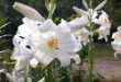 Como cuidar e cultivar lirios de Madonna Lilium candidum