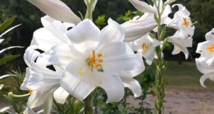 Como cuidar e cultivar lirios de Madonna Lilium candidum