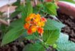 Como cultivar Lantana dentro de casa Verbenaceae