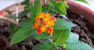Como cultivar Lantana dentro de casa Verbenaceae