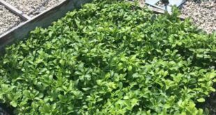 Como cultivar plantas de Pachysandra como cobertura do solo