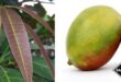 Como cultivar uma planta de manga dentro de casa
