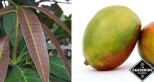 Como cultivar uma planta de manga dentro de casa