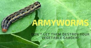 Como se livrar de lagartas em seu jardim