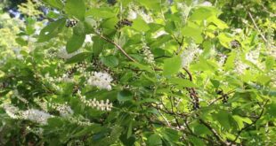 Cultivando e cuidando da planta Summersweet Clethra alnifolia