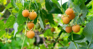 Cultivando essas gemas douradas em seu jardim